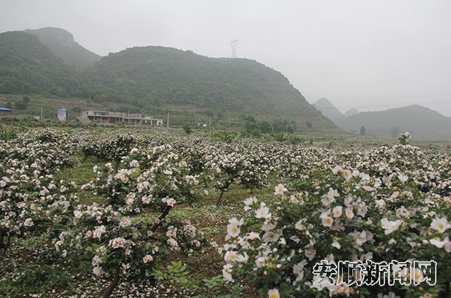 6C921655-3A4C-42D1-9C31-B7C3A655904E_IMAGE_9_LOW_0.jpg