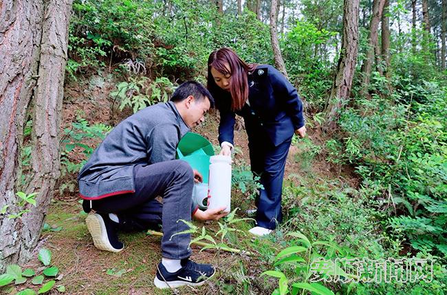 全区所有松林的诱捕器，里面的药囊两周一换。每个店都要亲自指导、检查和记录，确保无误.jpg