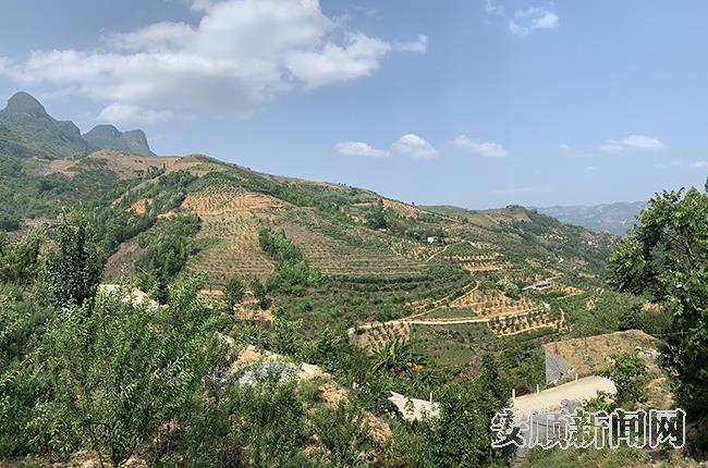 坡地种满了蜂糖李1.jpg
