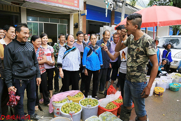 今年李子大丰收,百姓笑开怀.jpg 今年李子大丰收,百姓笑开怀.jpg
