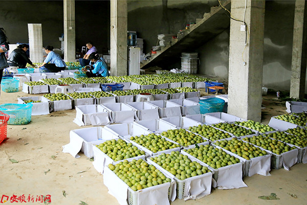 镇宁六马镇李子丰收,村民正在分捡装箱 .jpg 镇宁六马镇李子丰收,村民正在分捡装箱 .jpg