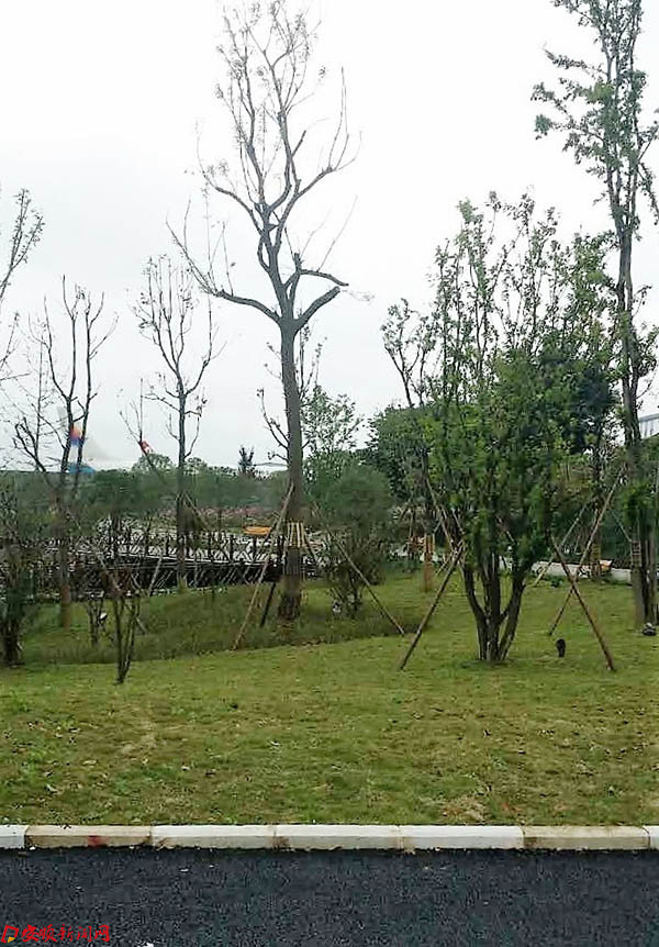 配套绿化.jpg