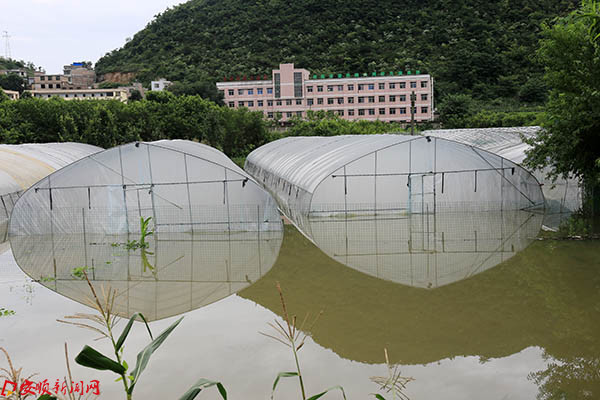 大水淹没的蔬菜大棚.JPG 大水淹没的蔬菜大棚.JPG