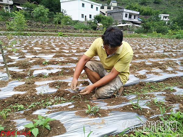 大营金龙村中药材山豆根.jpg