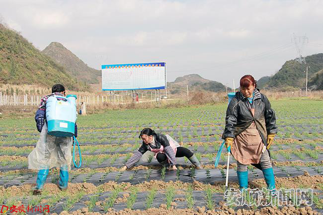 贫困户在香葱种植地务工.JPG