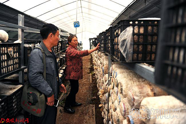 十字乡罗院村致富带头人黄兴琪介绍食用菌种植情况.jpg