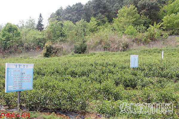 打造茶苗繁育基地，优化茶叶种植品种.JPG