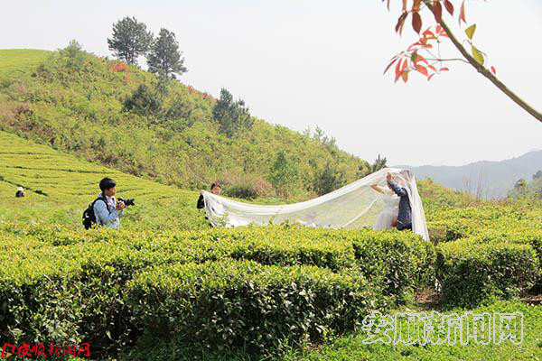 千亩生态有机茶园成为大众婚纱摄影基地.JPG