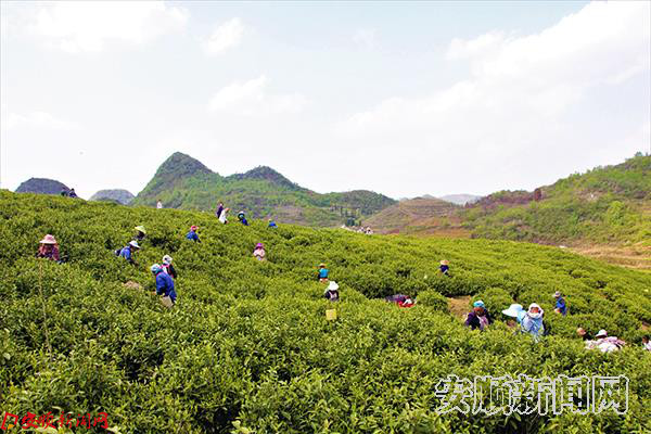 鸡场乡坤韵茶业白茶基地吸引大量村民就业 吴学思 摄.JPG