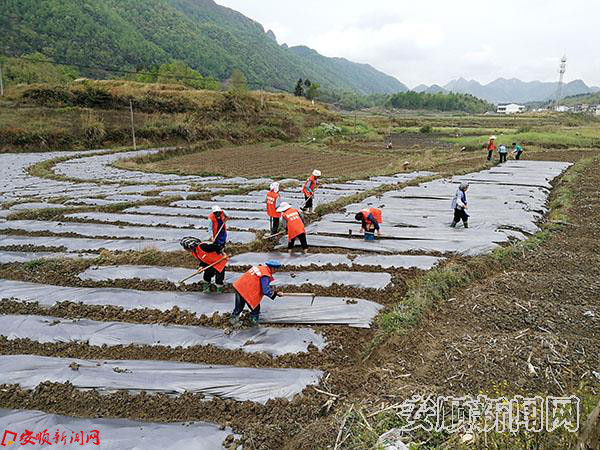 春雨初歇，在募役镇桐上村的蔬菜基地，村民们正在抓住有利时机整耕田地、盖膜打坑.jpg