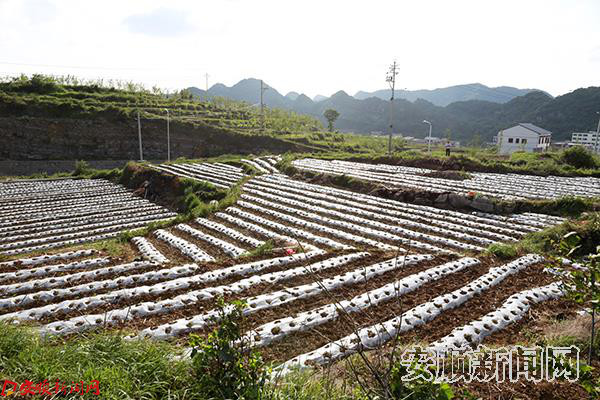 安宏村辣椒产业.JPG