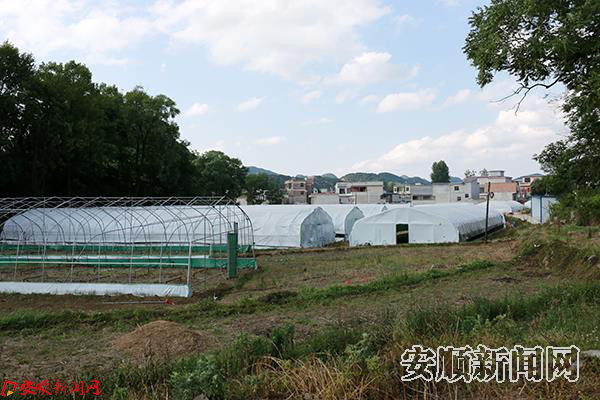 食用菌产业基地.JPG