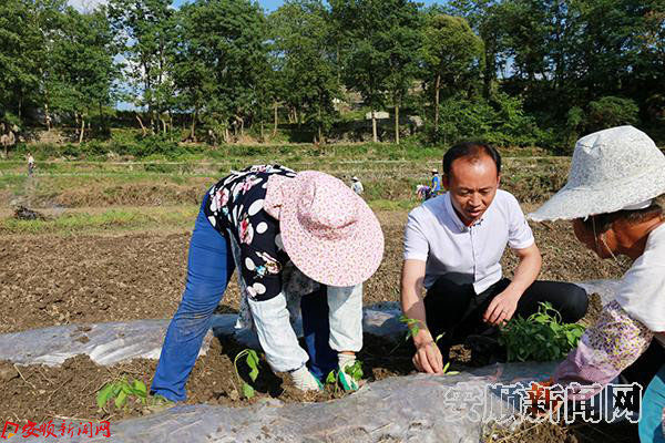 栽种辣椒.JPG