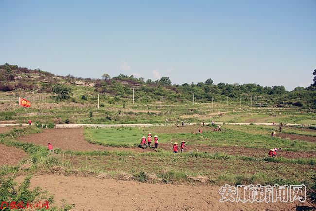 在金鸡村青贮玉米种植基地忙碌的务工群众.JPG