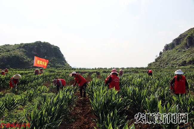 务工群众在郭其村为洋藿除草.JPG