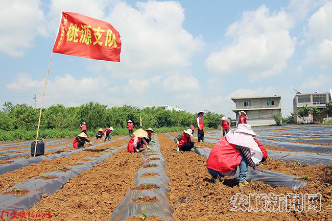 桃源村正在工业辣椒田中务工的季节包工群众.JPG