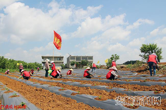参加“新时代季节包工”的群众在桃源村栽种工业辣椒.JPG