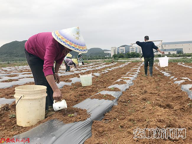 正在务工的新时代季节包工的群众.jpg