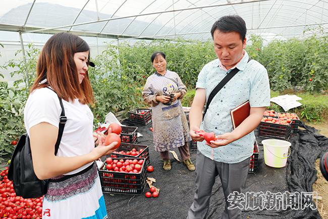 凡其村驻村第一书记程继承（右）向记者展示番茄的好品质.JPG