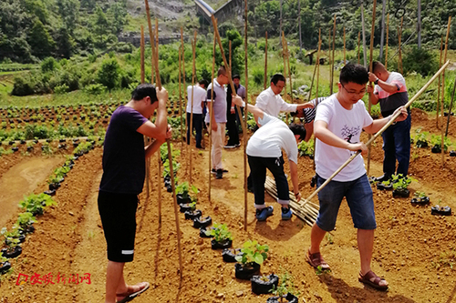 镇党员干部搭建棚架 (1)