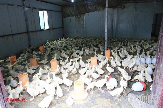 种鹅基地孵化的新一批幼苗.jpg