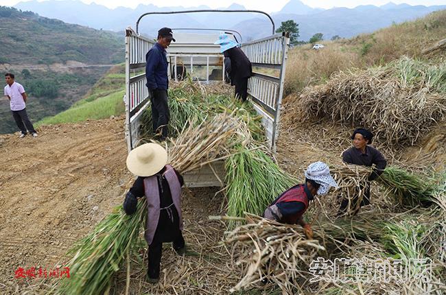 村民正在收割皇竹草.jpg
