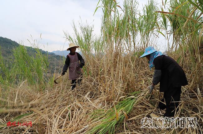 村民正在收割皇竹草1.jpg