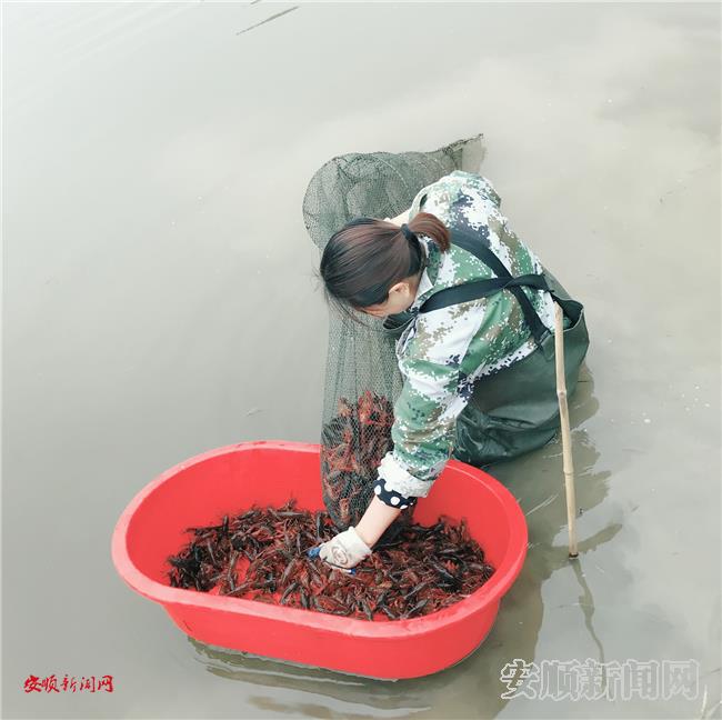 正在打捞小龙虾.jpg