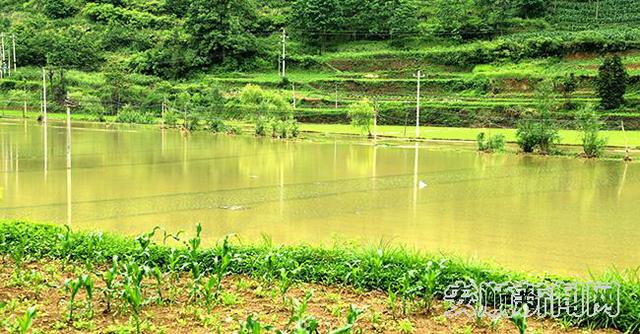 坝羊镇红院村500亩坝区受灾的水稻.jpg