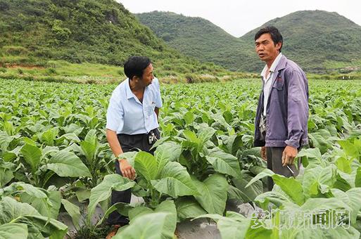 烟草公司技术员为农户提供培训指导.jpg