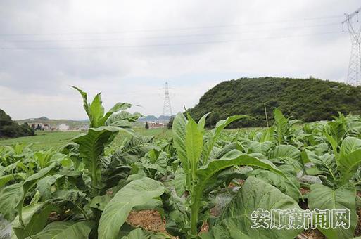 烟叶种植基地.jpg