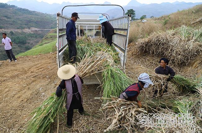 村民正在收割皇竹草.jpg