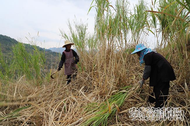 村民正在收割皇竹草1.jpg