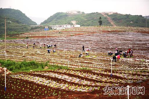 平坝高田高标准蔬菜基地一角.jpg