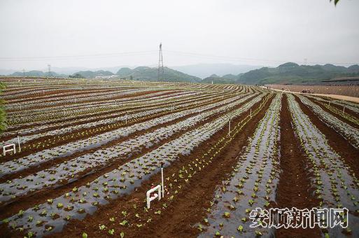 平坝高田高标准蔬菜基地一角1.jpg