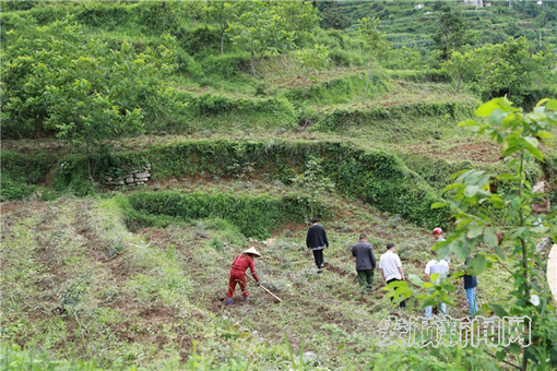 四甲村山豆根种植基地