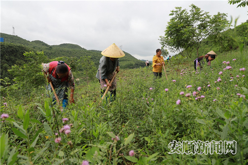 农户正在山豆根基地除草