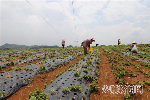 农民正在太子参基地务工