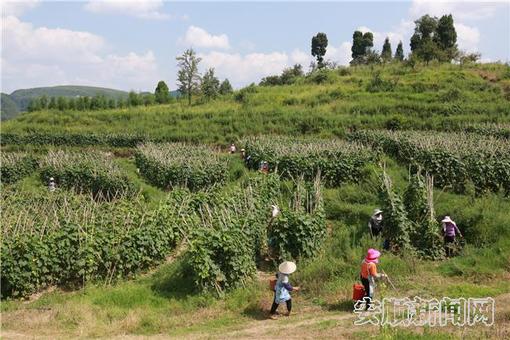 在塘约村毛节瓜种植地里，村民们正在地里采摘。.jpg