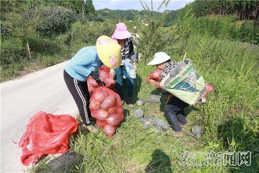 塘约村南瓜丰收.jpg