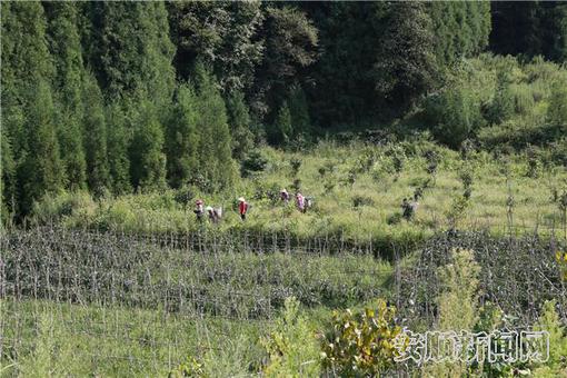 在塘约村南瓜种植地里，村民们正在地里采摘。.jpg