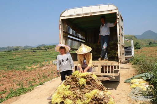 村民正将割好的韭黄装车