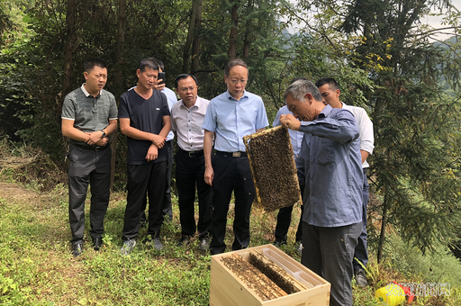 陈训华察看养蜂基地发展情况