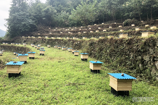 联八村养蜂基地