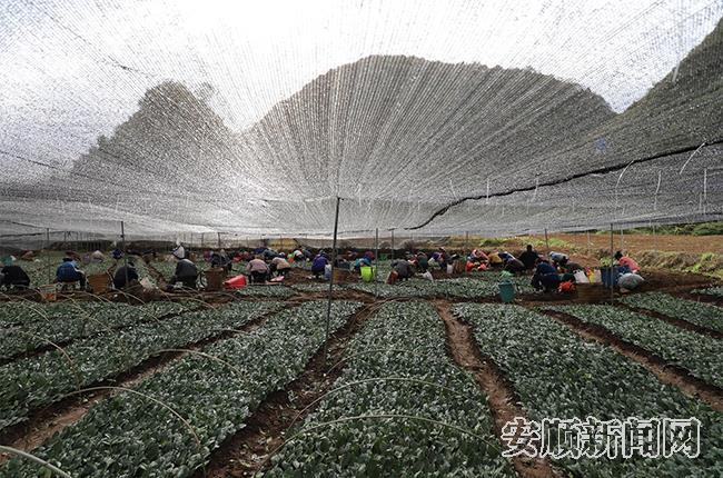 普利乡月霞村茶叶育苗基地.jpg