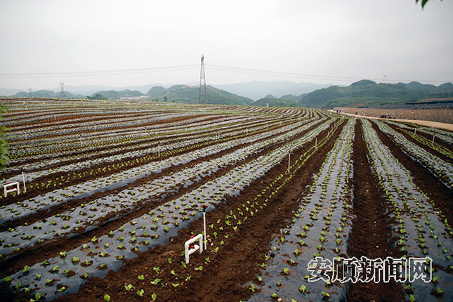 高田村下好“产业选择”先手棋，实现农业产业规模化、现代化。