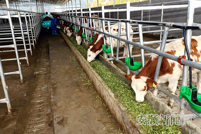 大营村肉牛养殖基地2