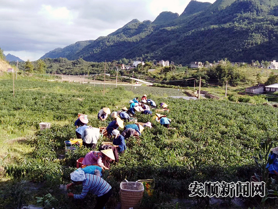 镇宁募役镇桐上村