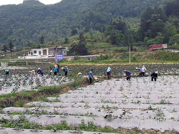 镇宁募役镇桐上村1