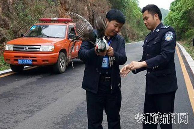 森林公安民警救助国家保护动物白腹锦鸡.jpg